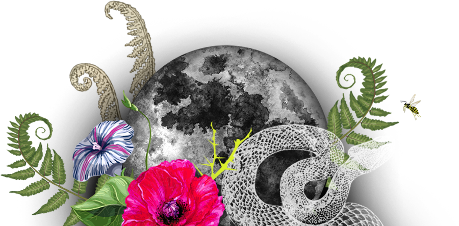 Home Collage Moon